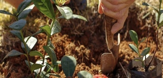 Mão que segura uma pá de jardinagem e revolve a terra antes de plantar um muda
